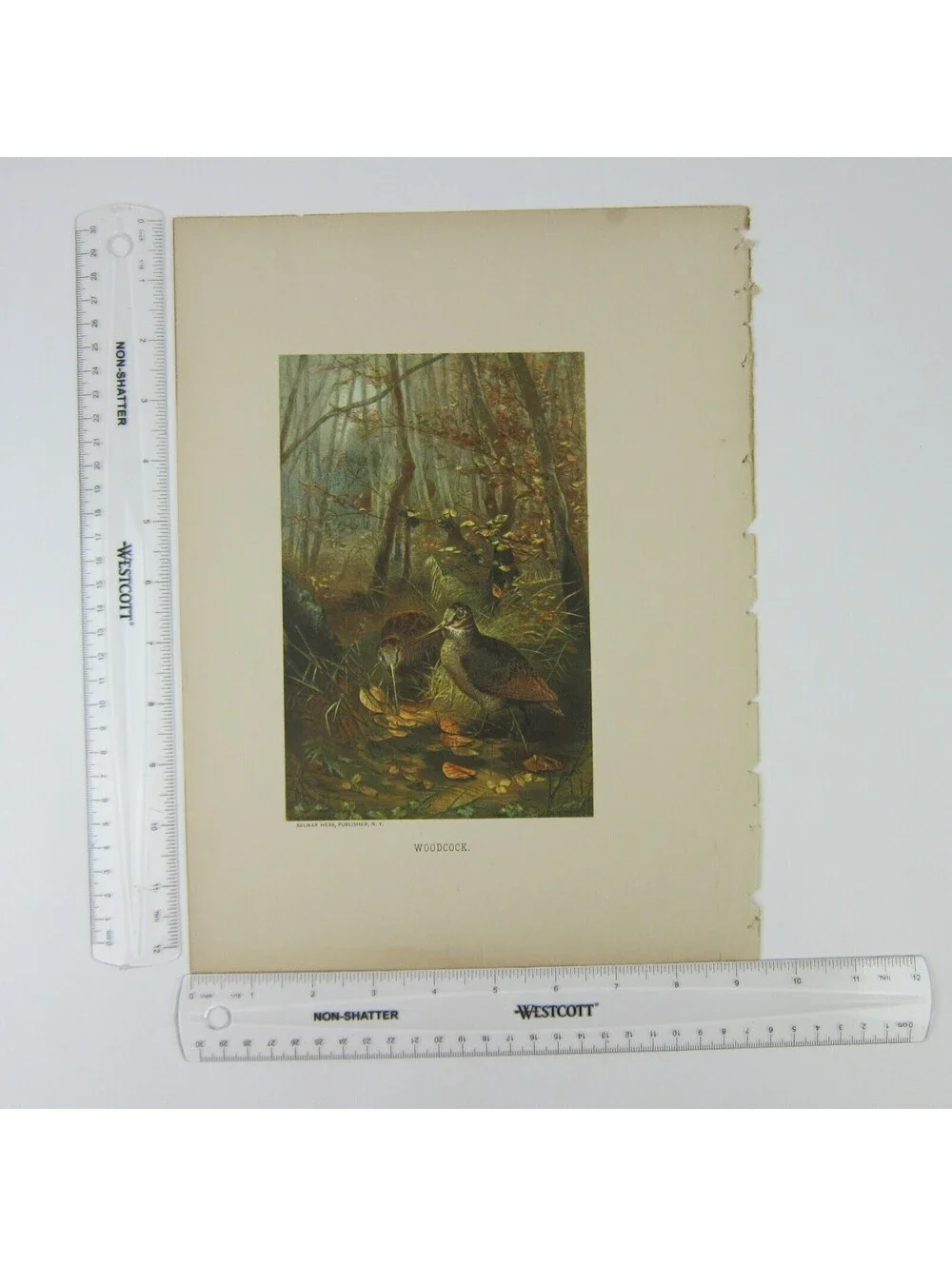 Antique 1898 Victorian Art Bird Print Lithograph Woodcock in Forest Louis Prang